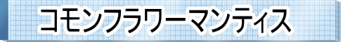 オオカマキリ